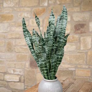 EUROPALMS Bogenhanf (EVA), künstlich, grün, 60cm