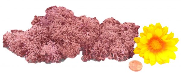 Muwse Islandmoos Rosa 10 g händisch gerupft Osternest Weihnachtskrippe