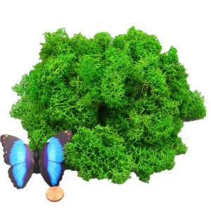 Muwse Islandmoos Grasgrün 50 g händisch gerupft Osternest Weihnachtskrippe